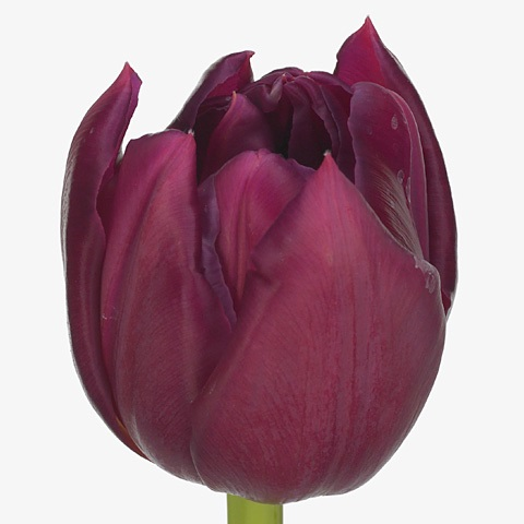 Тюльпан World Bowl фиолетовый (пионовидный)