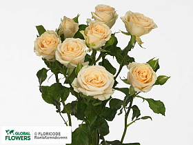 Роза Салинеро 60 (кустовая)