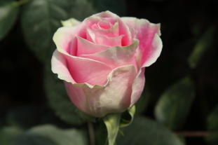 Роза Розита Вендела 80