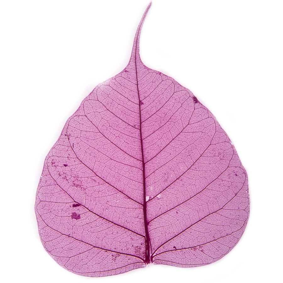 61-01Pink, Набор листьев скелетированных 50 шт., розовый, 2111151713584