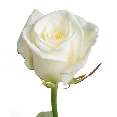 Роза Белуга 50см Цветочный Экспресс