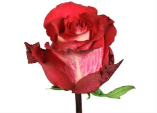 Роза Игуазу  60