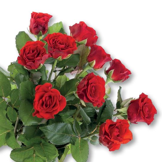Роза Эль Торо 50см Цветочный экспресс