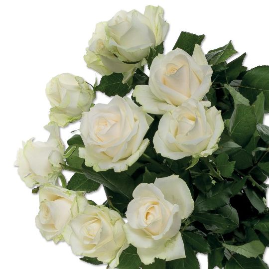 Роза Аваланж 40см Цветочный Экспресс