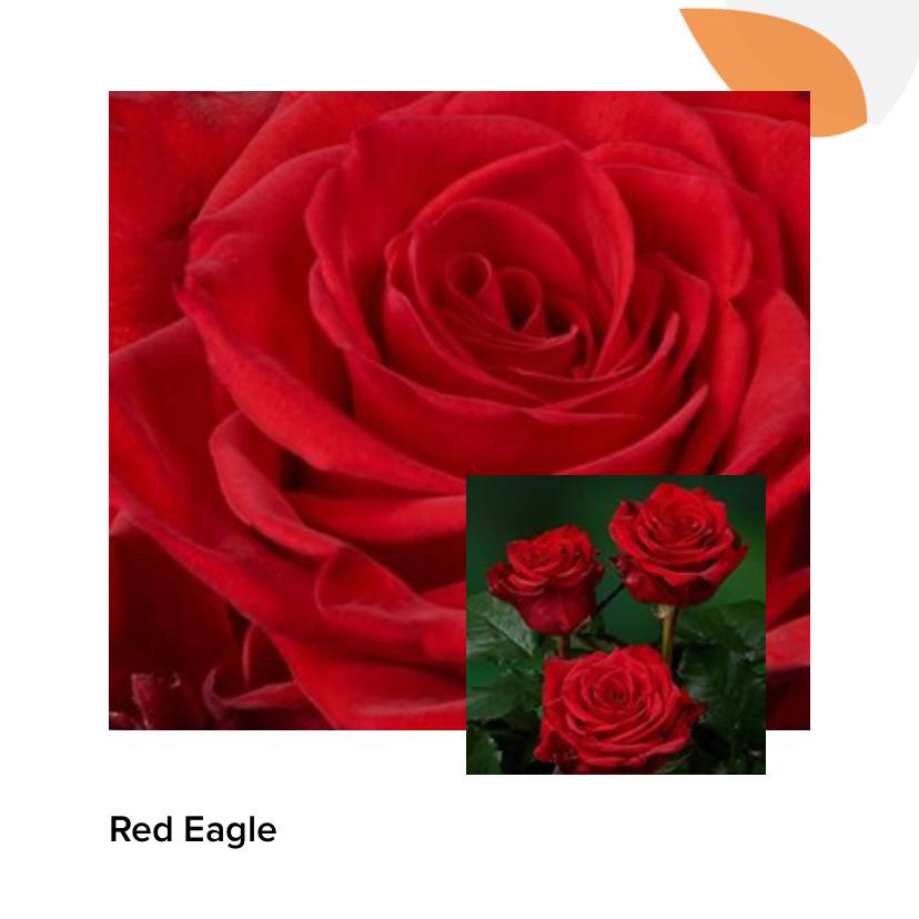 Роза Ред Игл 50 см
