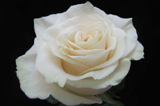 Роза Мондиал 60 см