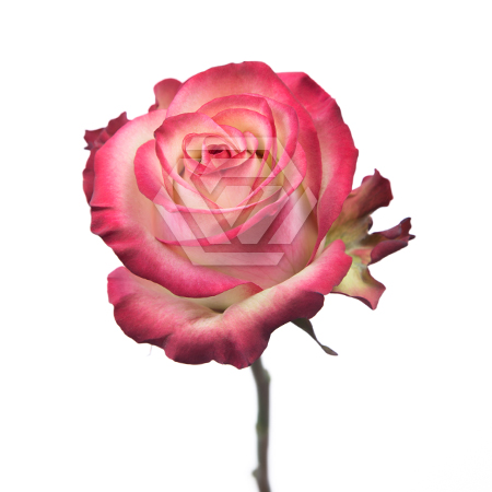 Роза Палома 60 cм Dali Tessa
