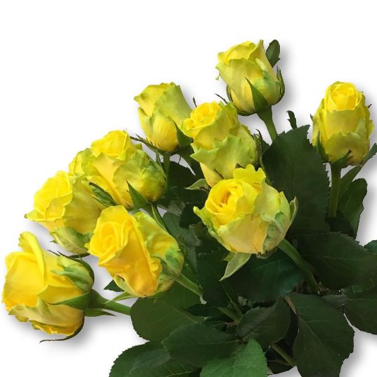 Роза Пенни Лейн 50см Цветочный экспресс