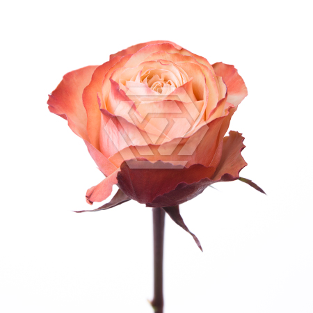Роза Кахала 60 cm cм Dali Tessa