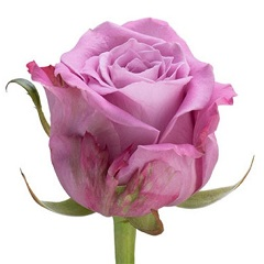 Роза Меритим 60 см Горкунов