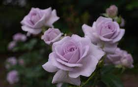 Роза Сиреневый Туман 40 см Чеховский сад