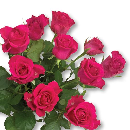 Роза Лейла 50см Цветочный экспресс