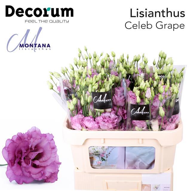 Лизиантус ярко- розовый (Celeb Grape) Голландия