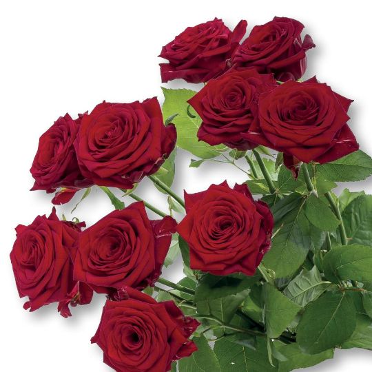 Роза Ред Наоми 40см Цветочный экспресс