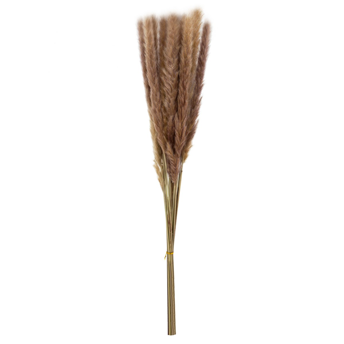 SP02, Набор пампасной травы мини 15шт., 60-70 см, натуральный, 4627197667616