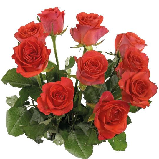 Роза Вау 70см Цветочный экспресс