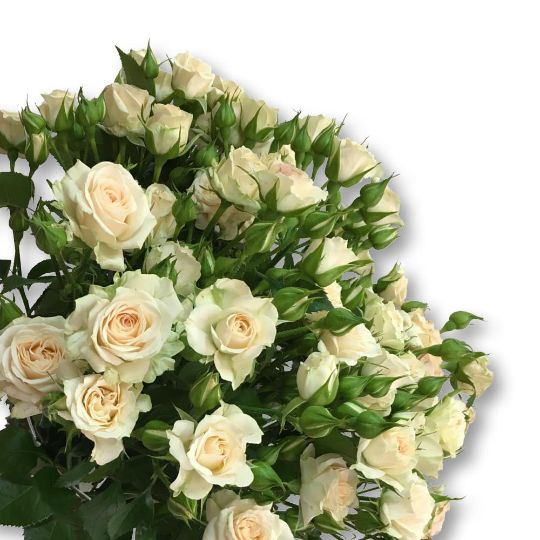 Роза Крем Грация 30 кустовая