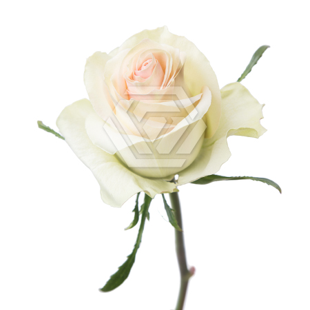 Роза Марципан 60 cм Dali Tessa
