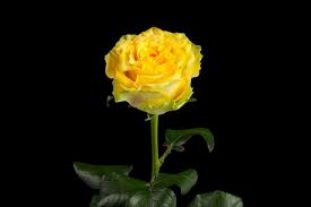 Роза Лемон Финес 40 см Чеховский сад