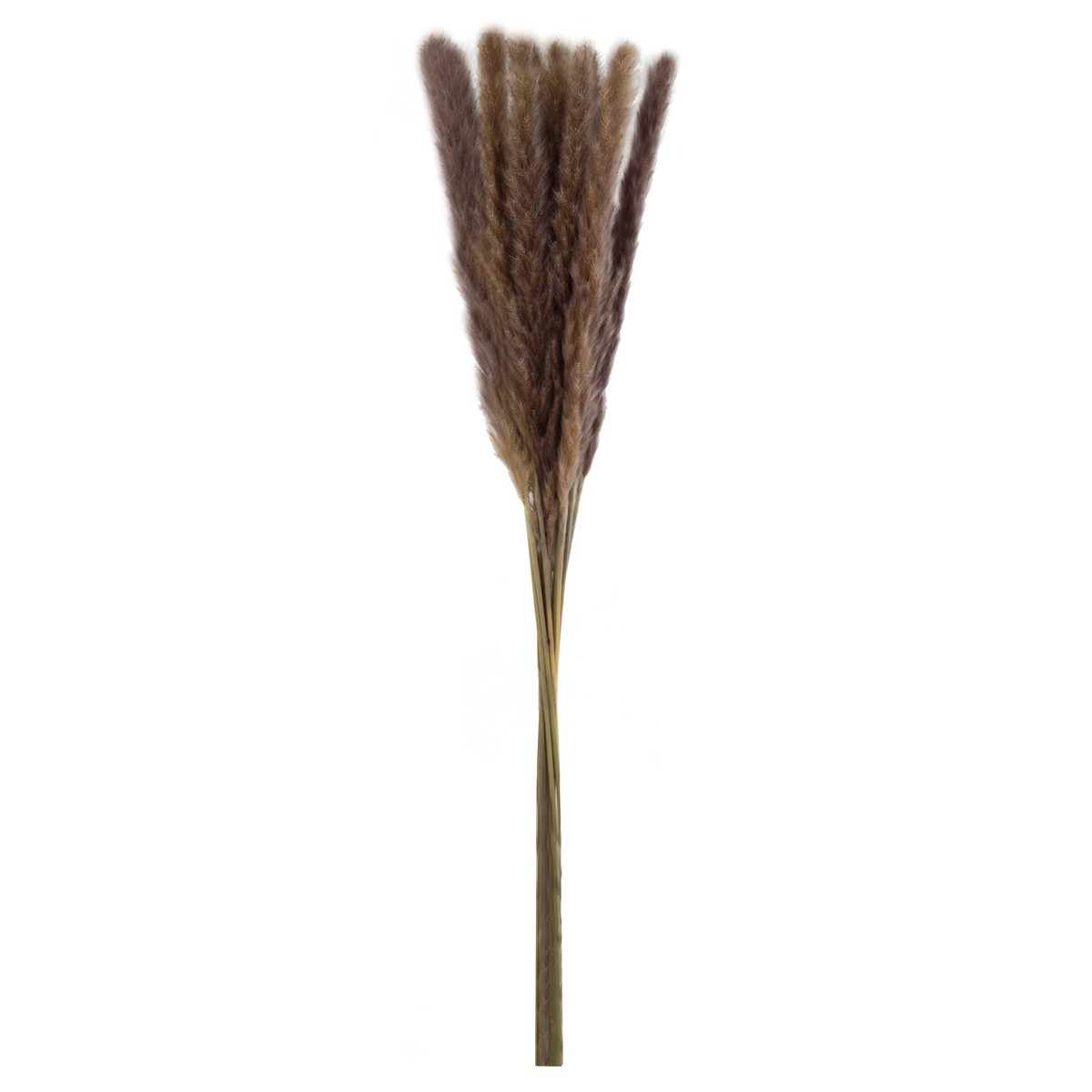 SP03, Набор пампасной травы мини 15шт., 60-70 см, коричневый, 4627197667623