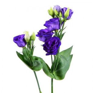 Лизиантус фиолетовый Россия