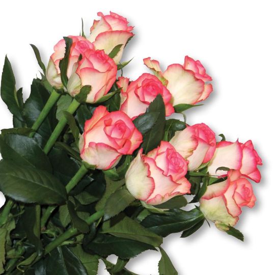 Роза Джулия 40см Цветочный экспресс