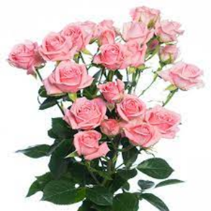 Роза Одилия кустовая  70 см Горкунов