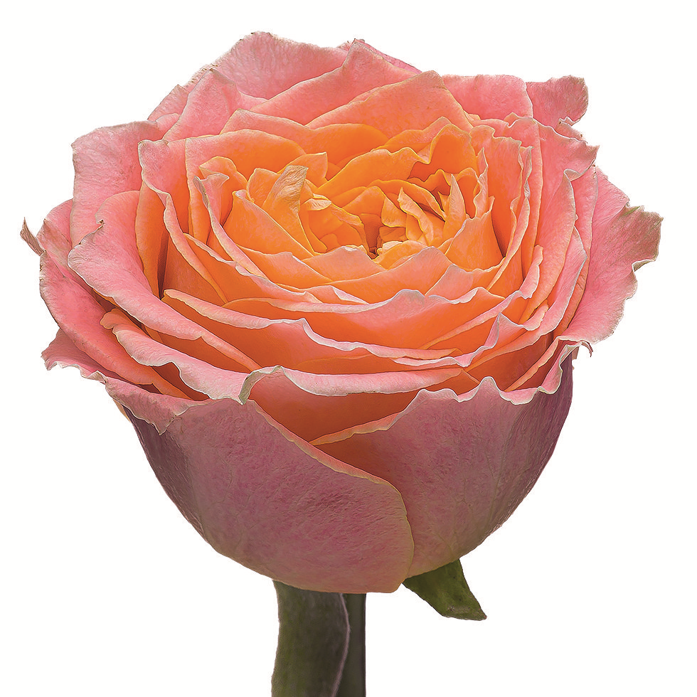Луиза 60 Линия розы