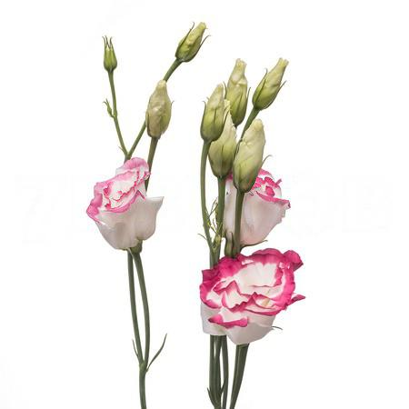 Лизиантус бело-розовый Голландия