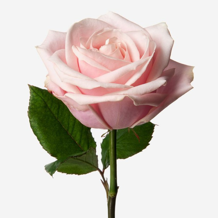 Роза Аваланж Свит 50см Цветочный Экспресс