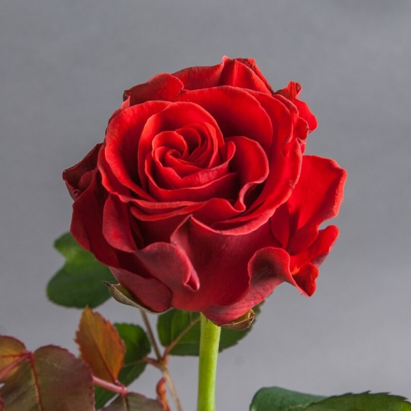 Роза Эль Торо 60 см КЦХ