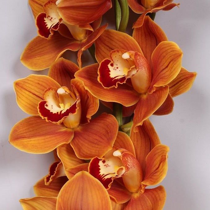 Орхидея рыжая