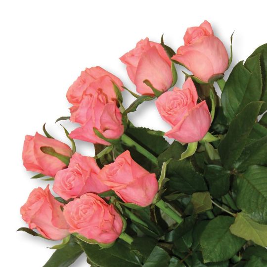Роза Карина 40см Цветочный экспресс