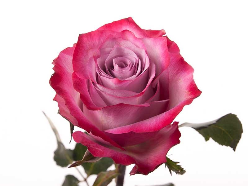 Роза Дип Вотер 50см Цветочный Экспресс