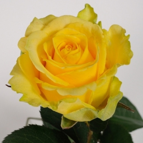 Роза Пенни Лейн  60 см КЦХ