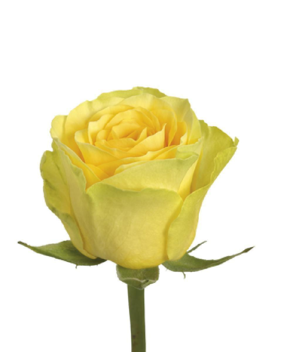 Роза Илиос 50см Цветочный экспресс