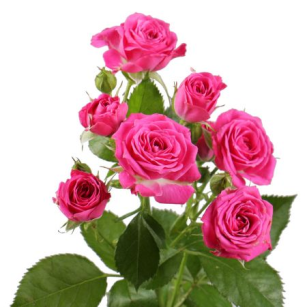 Роза Свит Баблс 70 см кустовая Чеховский сад