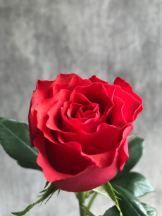 Роза Альтамира 60 wely flor