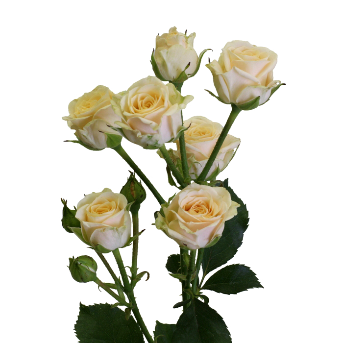 Роза Яна 45 (кустовая)