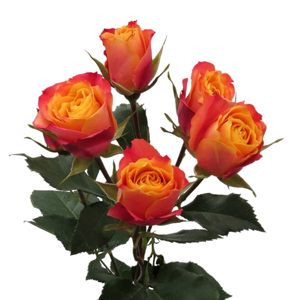 Роза  Сонара 60 (кустовая)