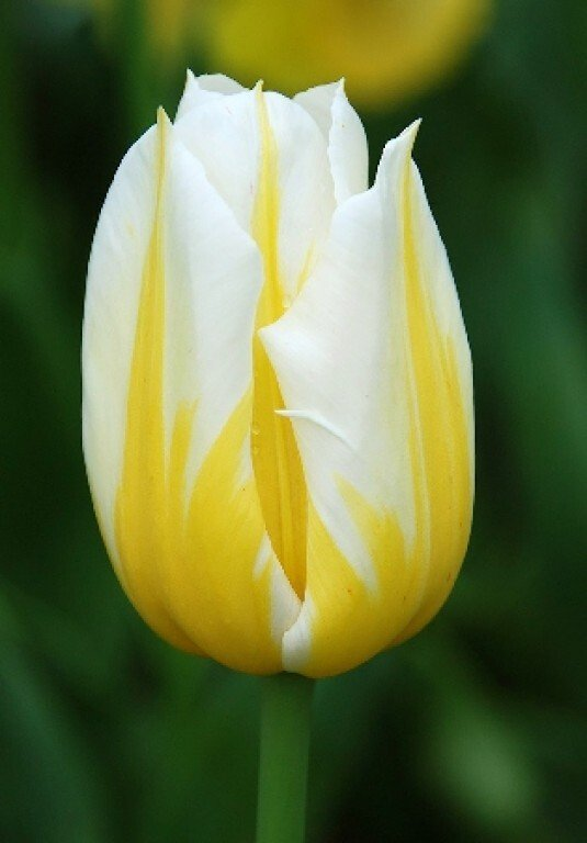 Тюльпан бело-желтый Antartica Flame