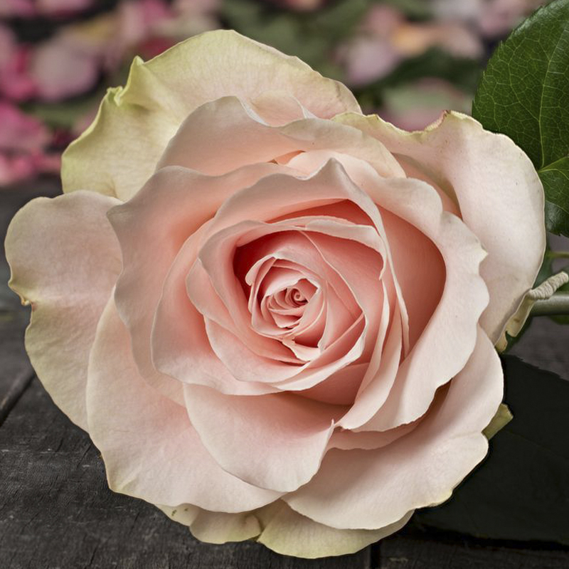Роза Амароза 60 см