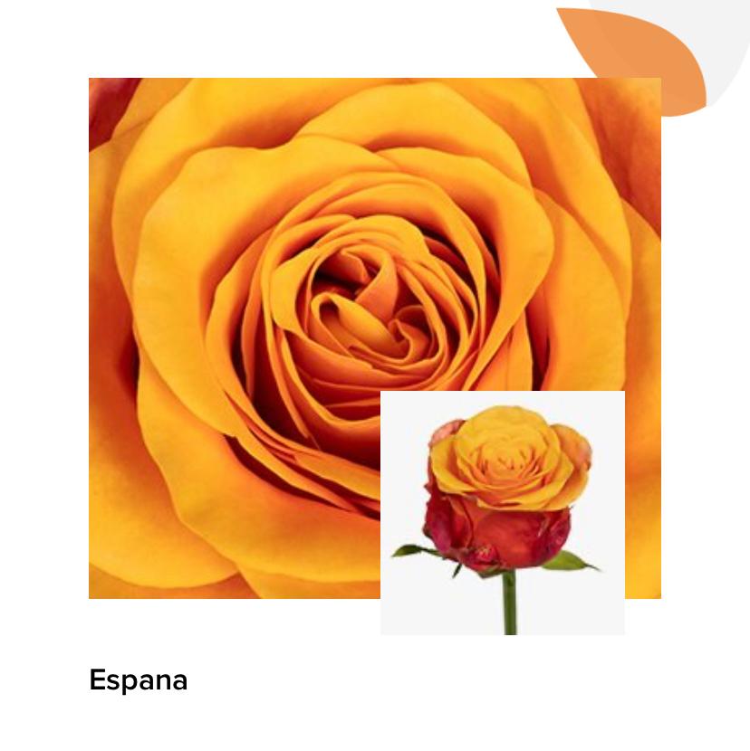 Роза Испания 70 см КЦХ