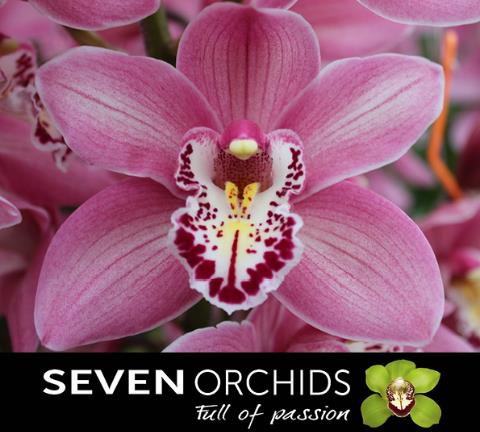 Орхидея Розовая(светлая)