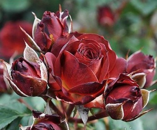 Чокочино роза спрей фото и описание