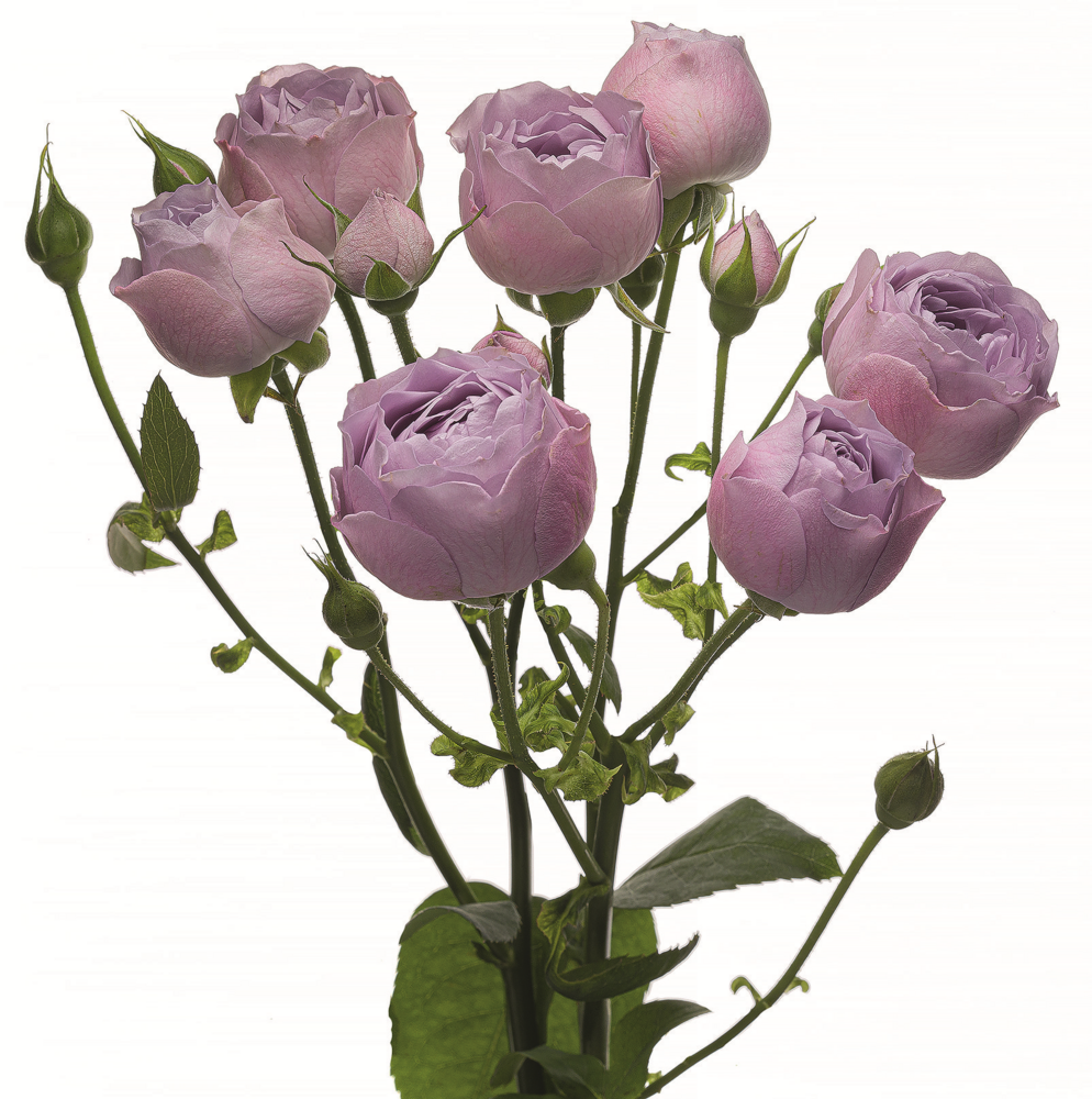 Лаванда Баблс 50 (спрей) Линия розы