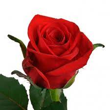 Роза Ред Игл 60см Цветочный экспресс