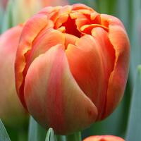 Тюльпан красно-оранжевый пионовидный Icoon