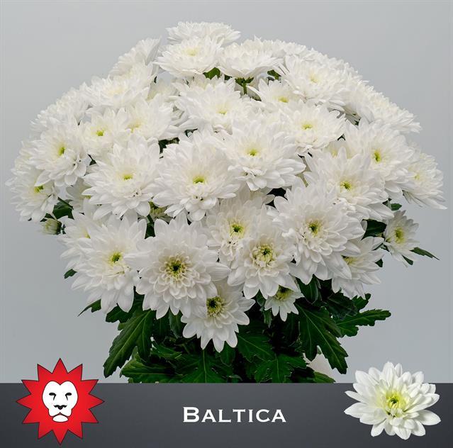 Балтика белая