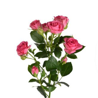 Роза Грация 80 кустовая ЦГ